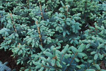 Image showing plantation of fir trees