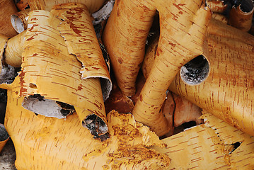 Image showing rolls of birch bark