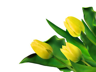 Image showing Bright yellow tulips isolated on white. EPS 8