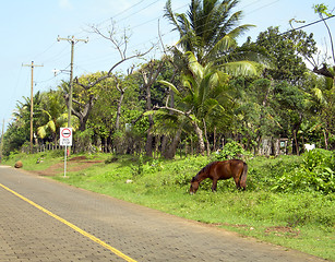 Image showing typical street scene horse on road corn island nicaragua
