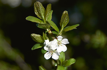 Image showing White Cherry blossom in springno caption