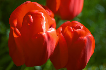 Image showing Tulips