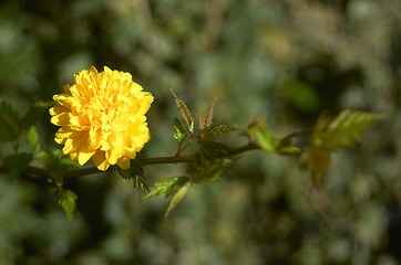 Image showing yellow flower in spring