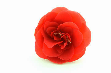 Image showing Red Camellia