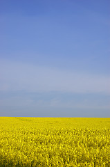 Image showing Rapeseed field with blue sky and text space