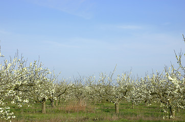 Image showing Apple orchard