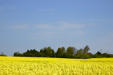 Image showing Rapeseed field with blue sky and text space