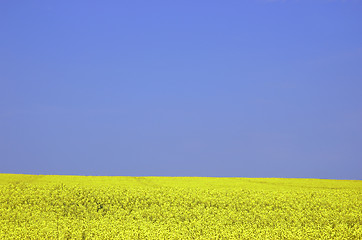 Image showing Rapeseed field with blue sky and text space