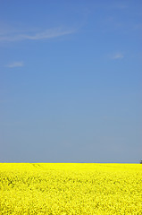 Image showing Rapeseed field with blue sky and text space