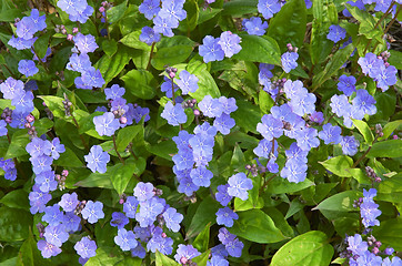 Image showing Omphalodes cappadocica