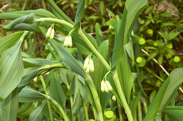 Image showing Solomon's Seal