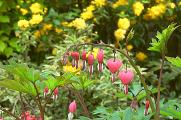 Image showing bleeding heart