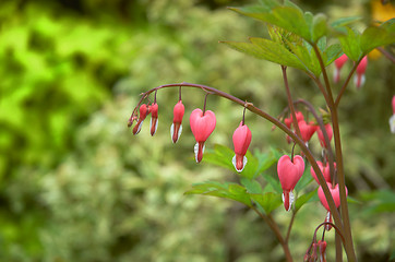 Image showing bleeding heart