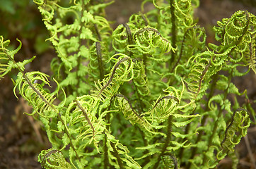 Image showing Fern