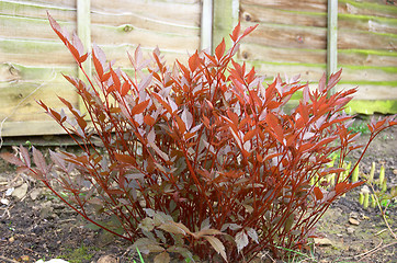 Image showing Astilbe in spring