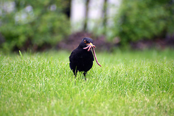 Image showing Blackbird with worms