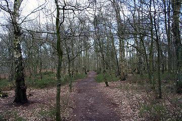 Image showing Woodland trail