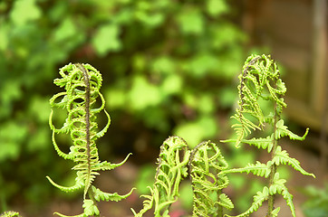 Image showing Fern