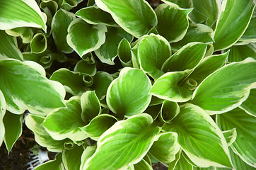 Image showing Hosta