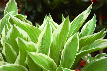 Image showing Hosta