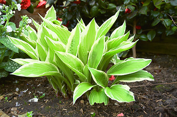 Image showing Hosta