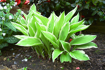 Image showing Hosta