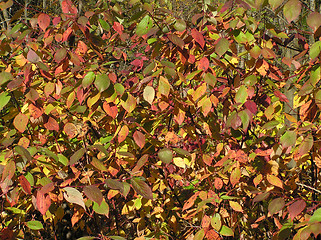 Image showing Leaves of the shrub