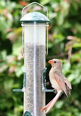 Image showing Feeding Female Cardinal