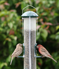 Image showing Feeding Finches