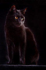 Image showing black cat