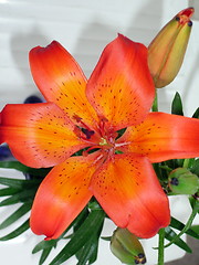 Image showing Lily