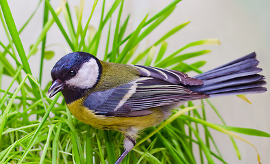 Image showing Great Tit, Parus Major