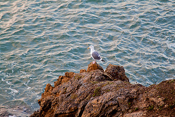 Image showing A seagull