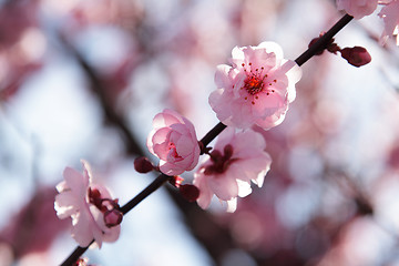 Image showing Blooming tree