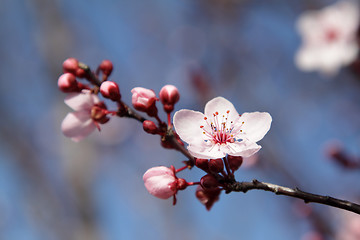 Image showing Blooming tree