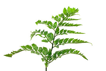 Image showing Fern leaf 