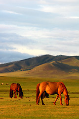 Image showing Horse on grasslands
