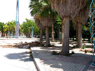 Image showing Palm trees 3