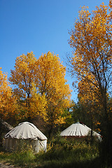 Image showing Tents in the autumn woods