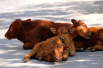 Image showing Calf families