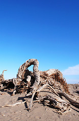 Image showing Dead trees in the desert