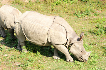 Image showing Rhino