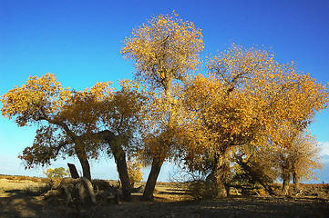 Image showing Golden trees in autumn