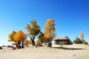 Image showing Landscape of golden trees and wooden house in the desert