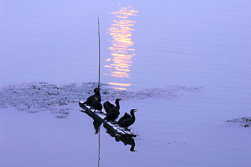 Image showing Osprey ready for fishing