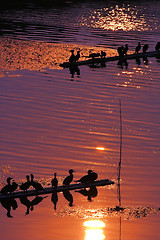 Image showing Osprey ready for fishing