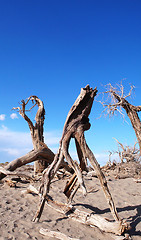 Image showing Dead trees in the desert