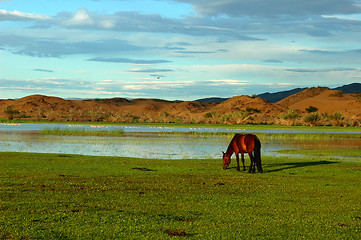 Image showing Horse on grasslands