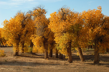 Image showing Golden trees in autumn