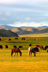 Image showing Horse on grasslands